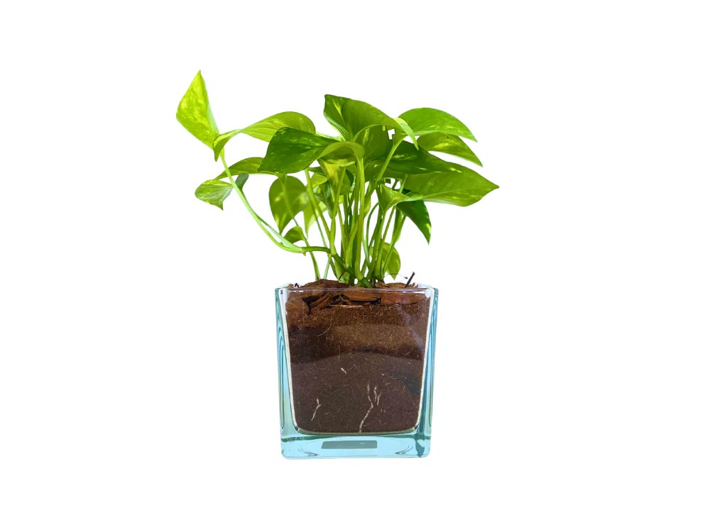 Image of Kit conexão - Jibóia 